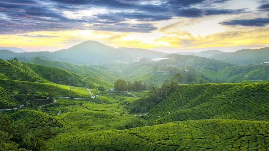 cameron highlands