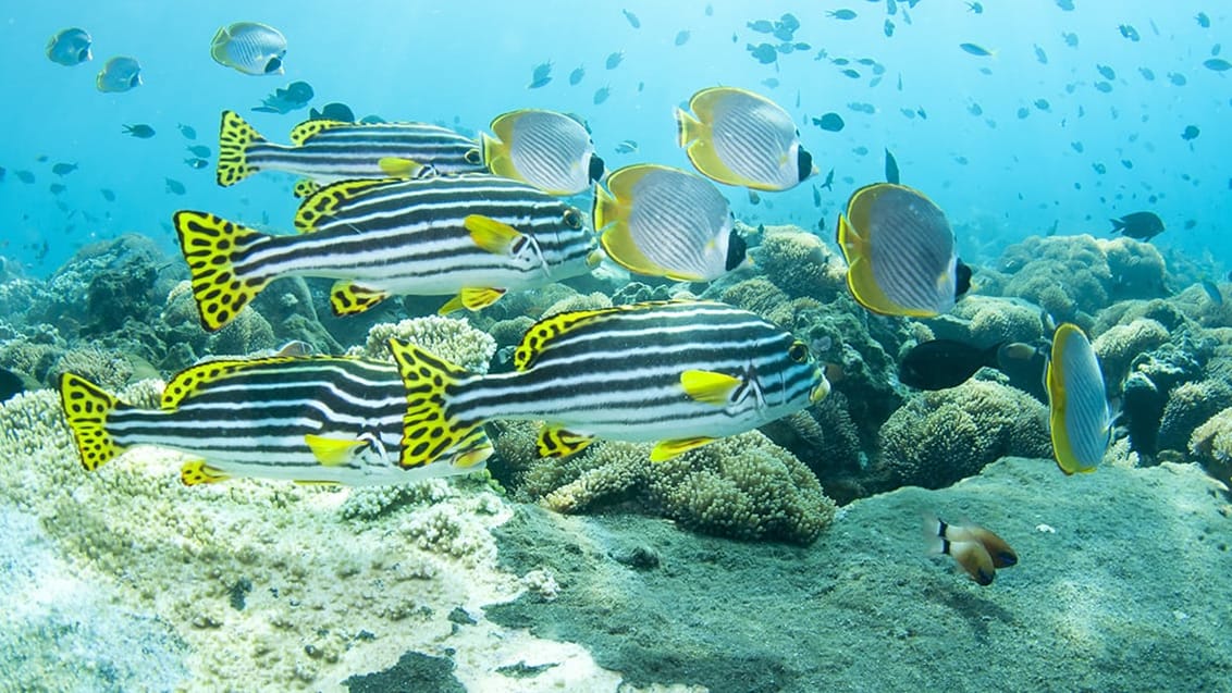 Tulamben, Bali, Indonesien