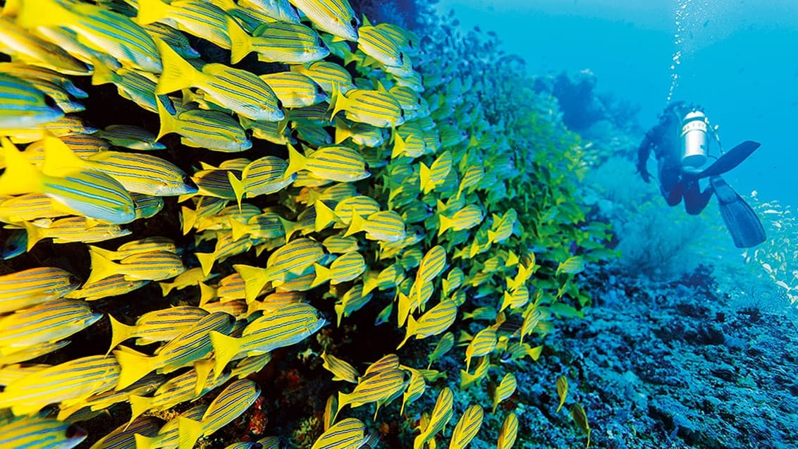 Nyd en skøn dykkeroplevelse, Maldiverne