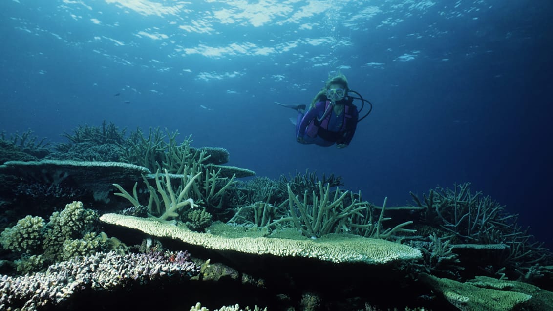 Dykning ved Pulau Tioman