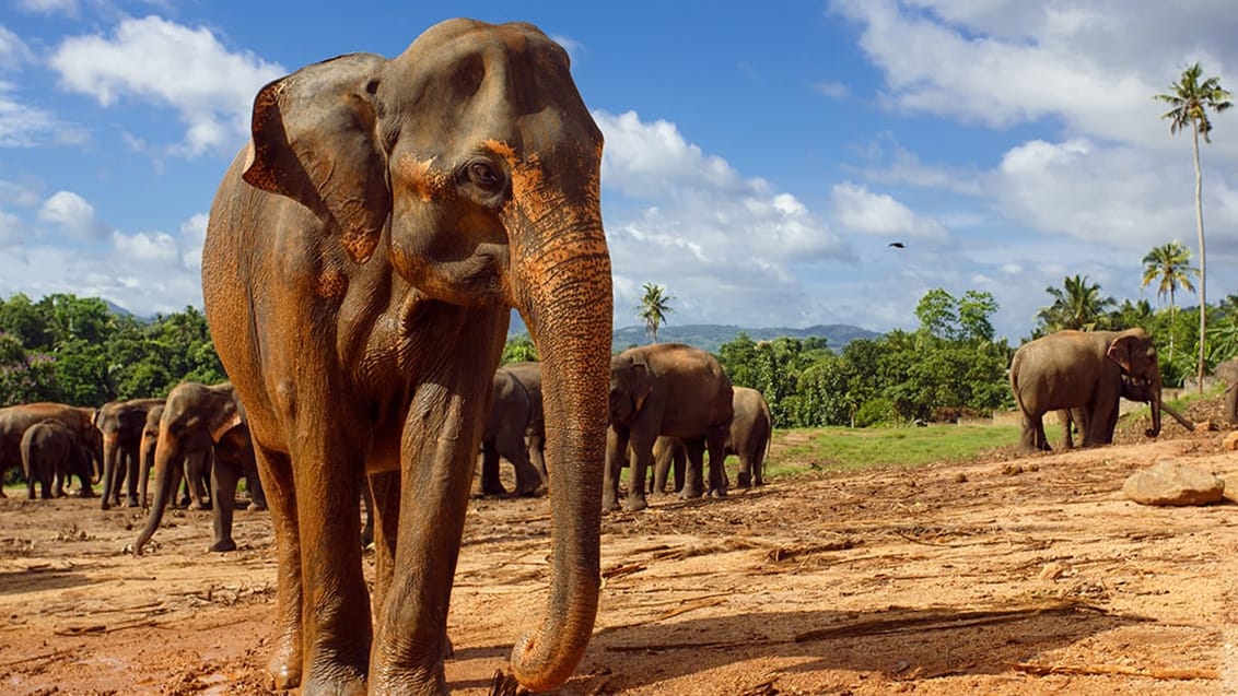 Elefanter Minneriya Nationalpark, Sri Lanka