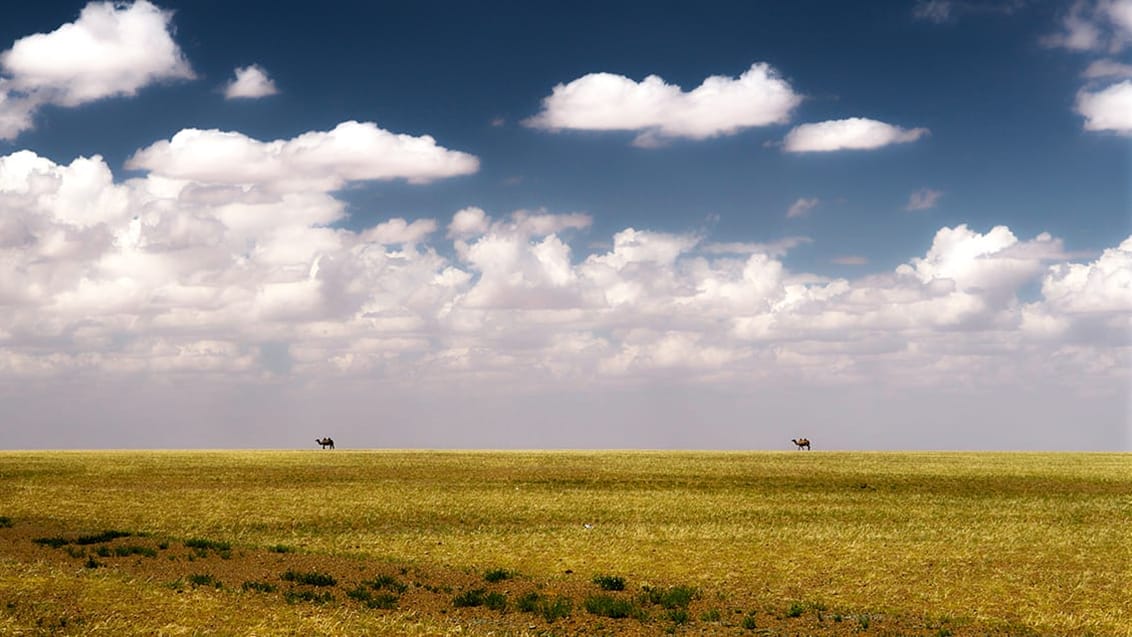Kameler på vej igennem Gobi
