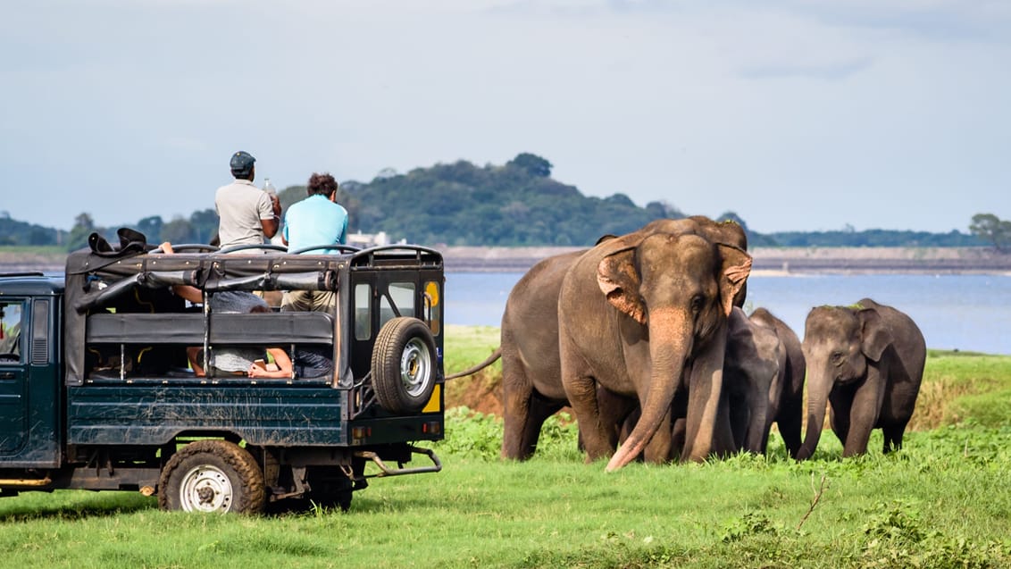 Jeep safari Minneriya Nationalpark, Sri Lanka