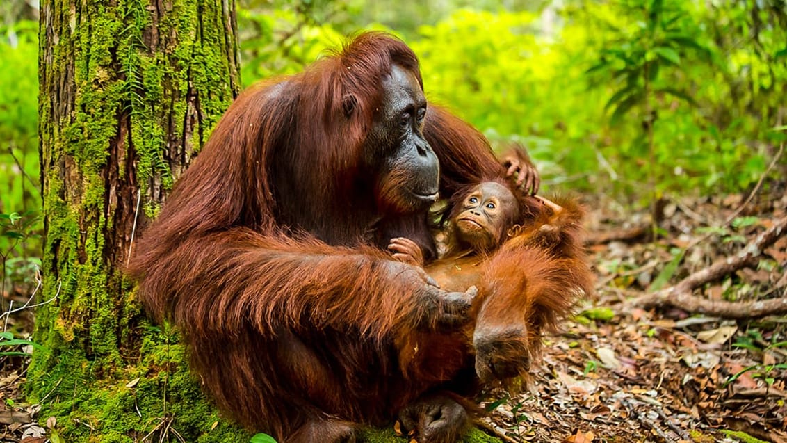 Udforsk Malaysias jungle og oplev de vilde dyr