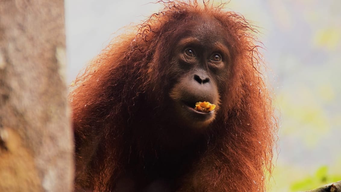 Jungle trekking Sumatra, Indonesien