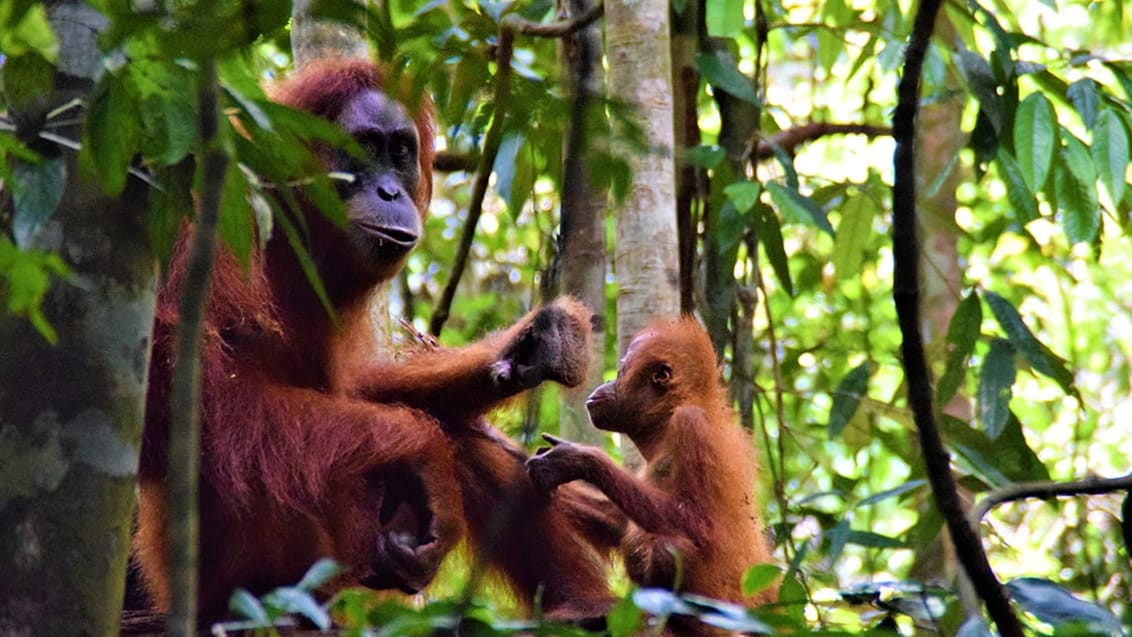 Jungle trekking Sumatra, Indonesien