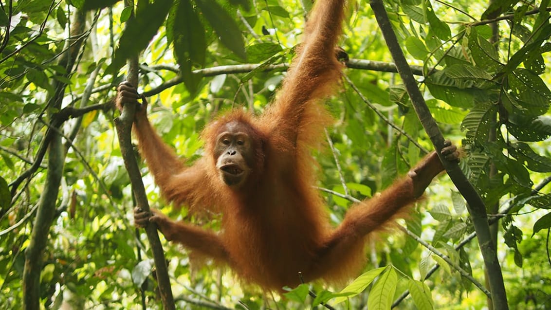 Jungle trekking Sumatra, Indonesien