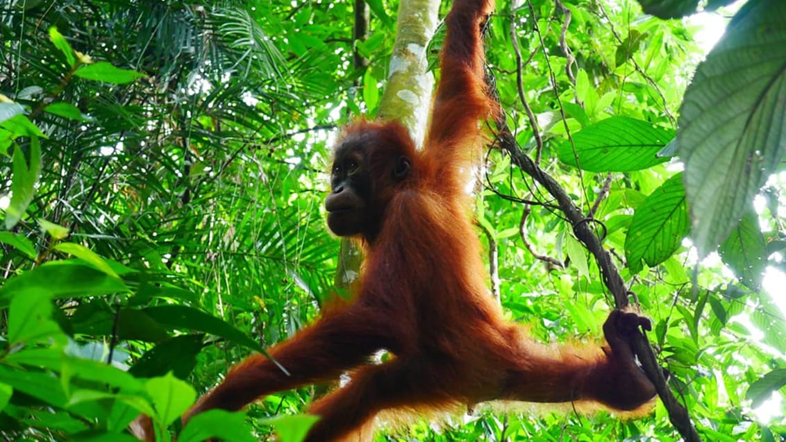 Jungle trekking Sumatra, Indonesien