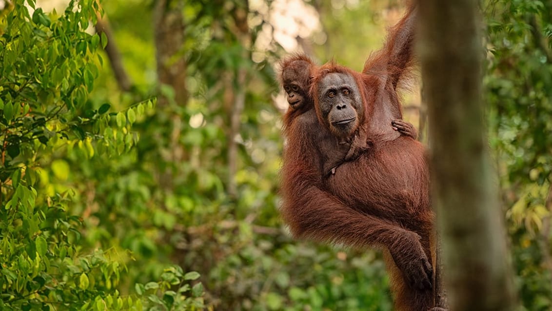 Kalimantan - Orangutang