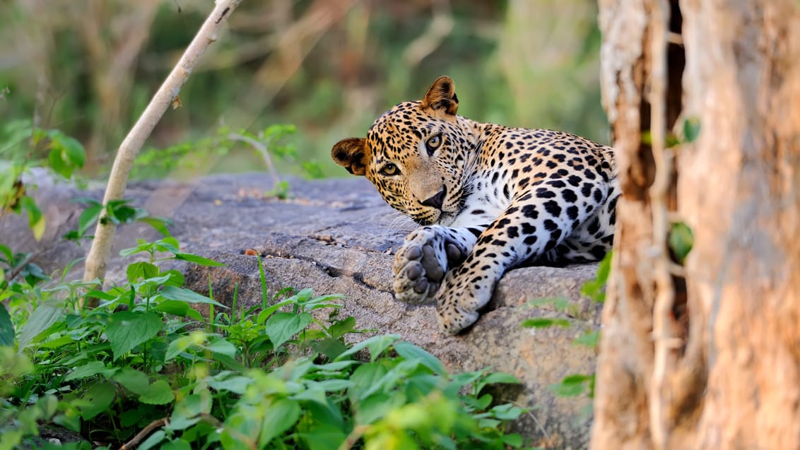 Hvis du er heldig kan du spotte den srilankanske leopard i Yala Nationalpark