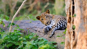 Hvis du er heldig kan du spotte den srilankanske leopard i Yala Nationalpark