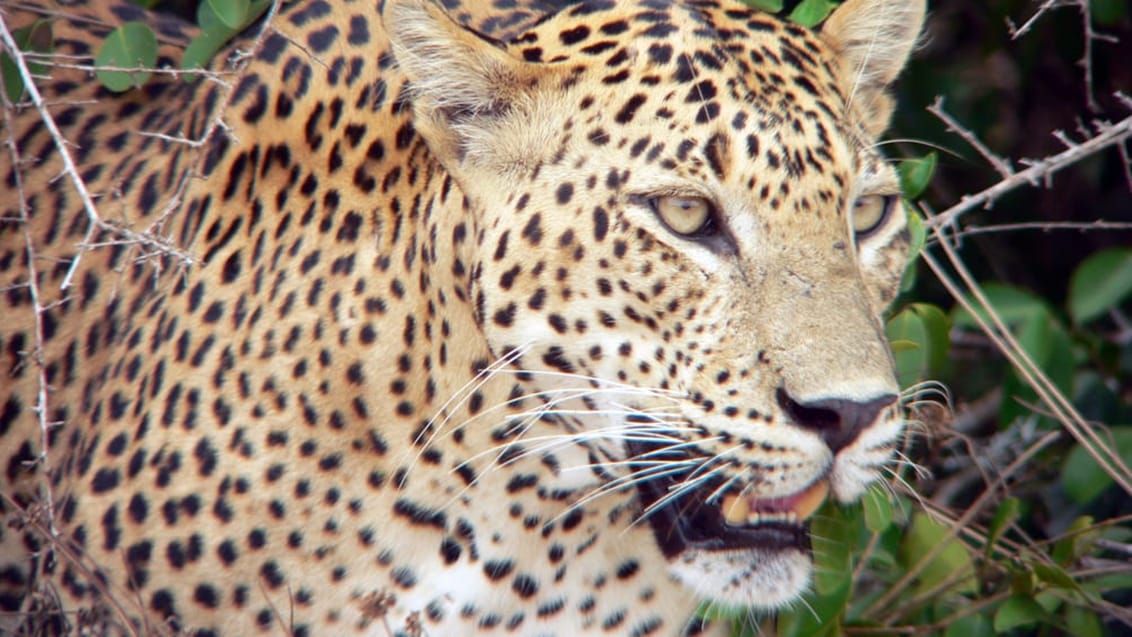Leopard, Sri Lanka