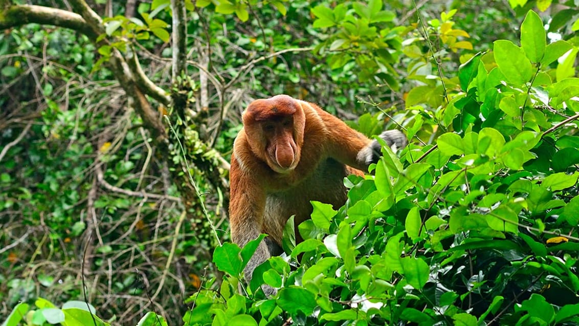 Næseabe i Bako National Park