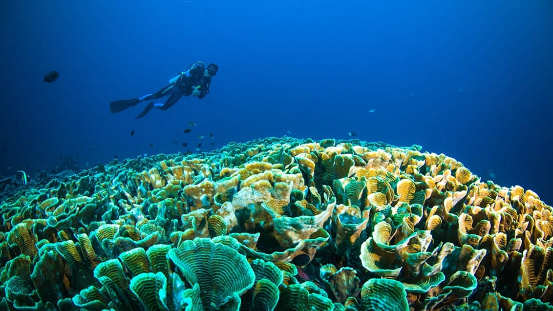 Oplev fantastisk dykning på øen Bunaken