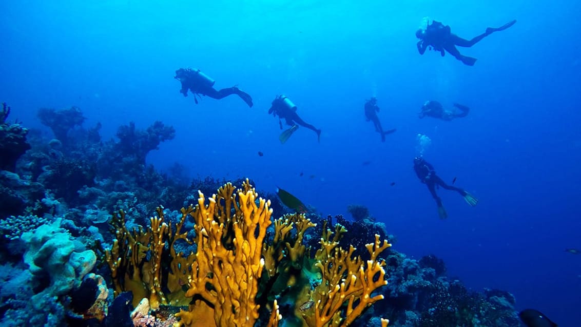 Oplev fantastisk dykning på øen Bunaken ved Sulawesi