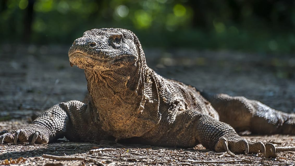 Oplev komodovaranen i Komodo Nationalpark