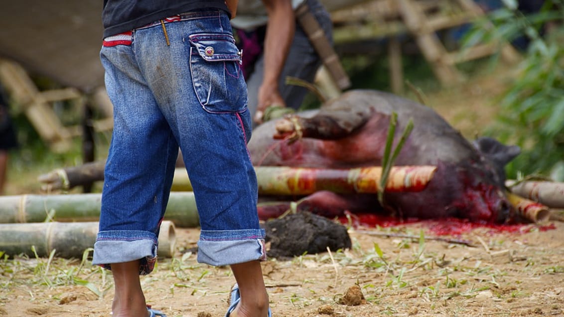 Oplev Tana Toraja kulturen på Sulawesi