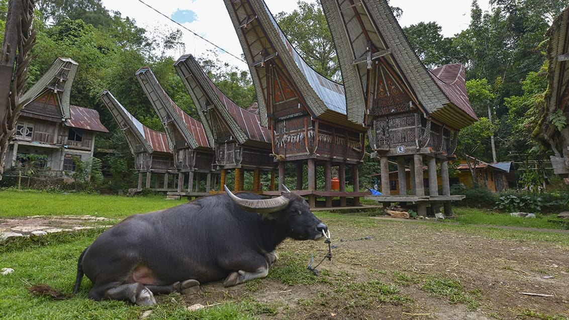 Oplev Tana Toraja kulturen på Sulawesi