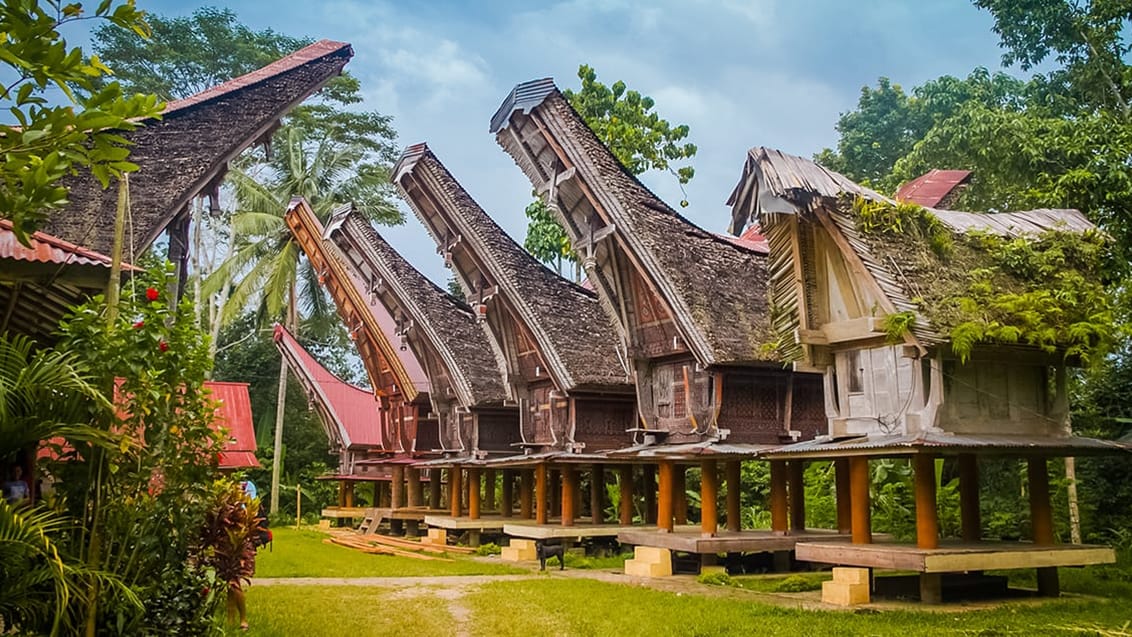 Oplev Tana Toraja kulturen på Sulawesi