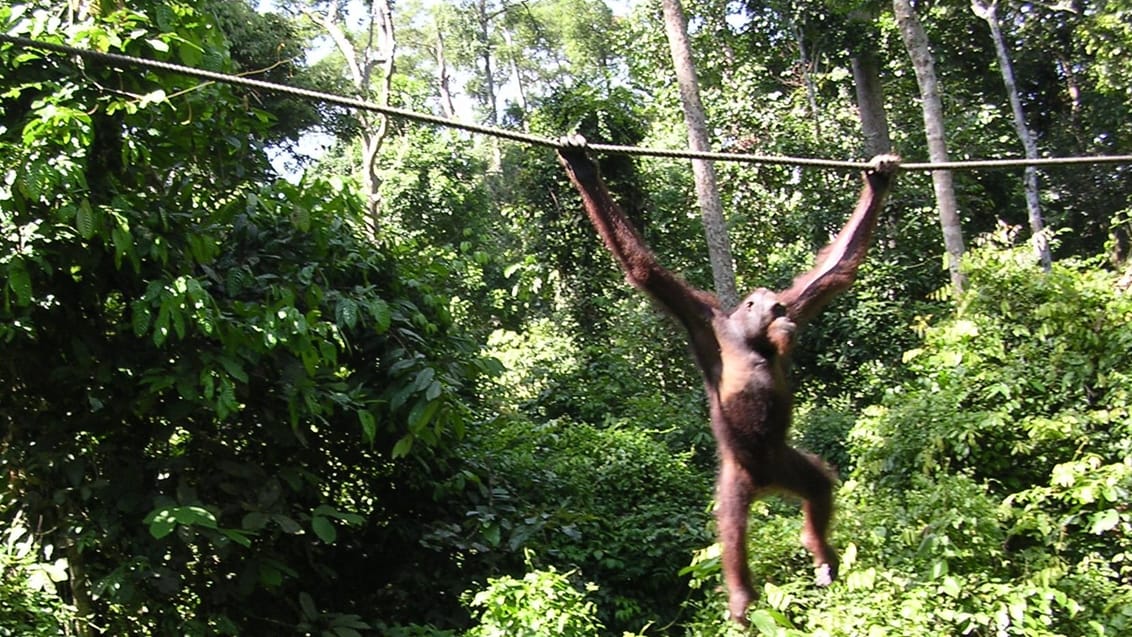 Orangutang, Borneo
