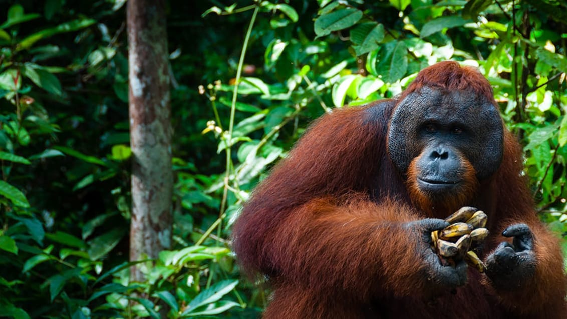 Orangutang i Borneo