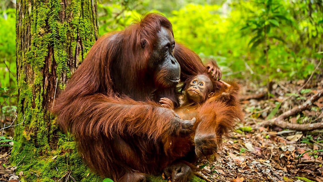 Orangutang på Borneo