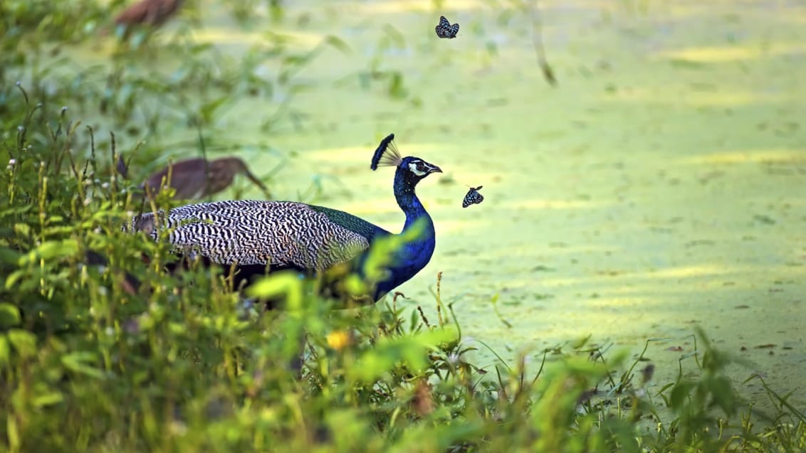 Påfugl, Sri Lanka