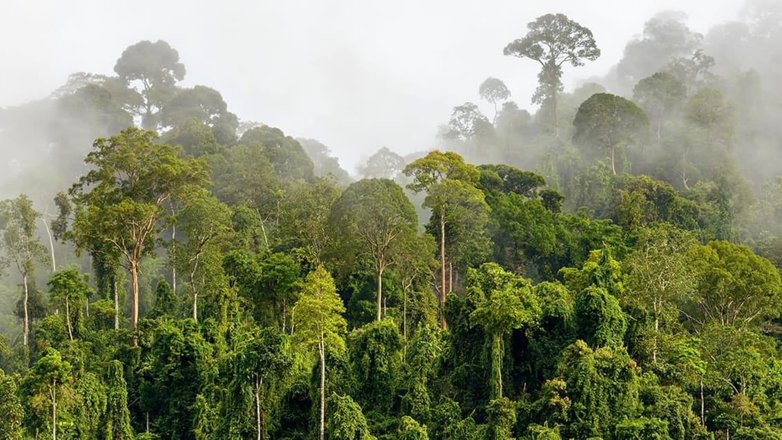 Danum Valley, Borneo