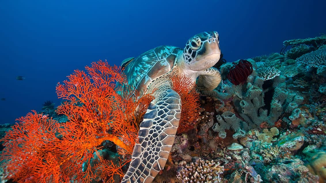 Skildpadde, Gili Trawangan, Indonesien