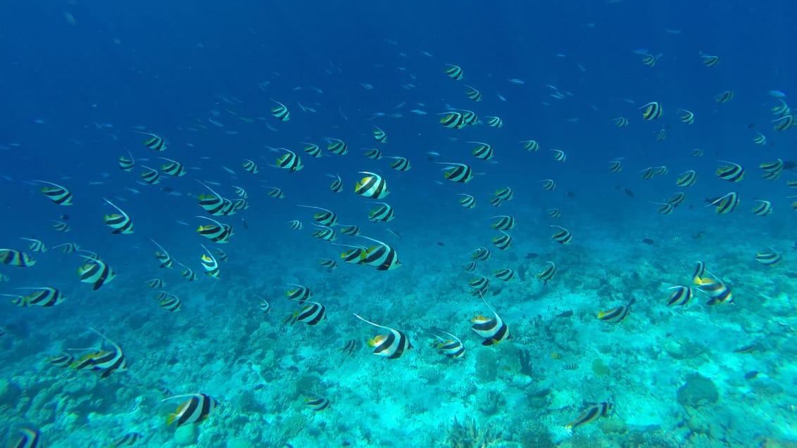 Der er masser af mulighed for verdensklasse snorkling