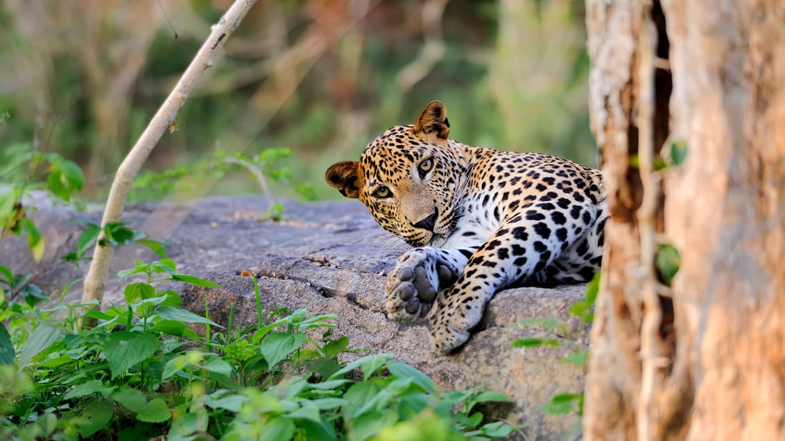 Sri Lanka