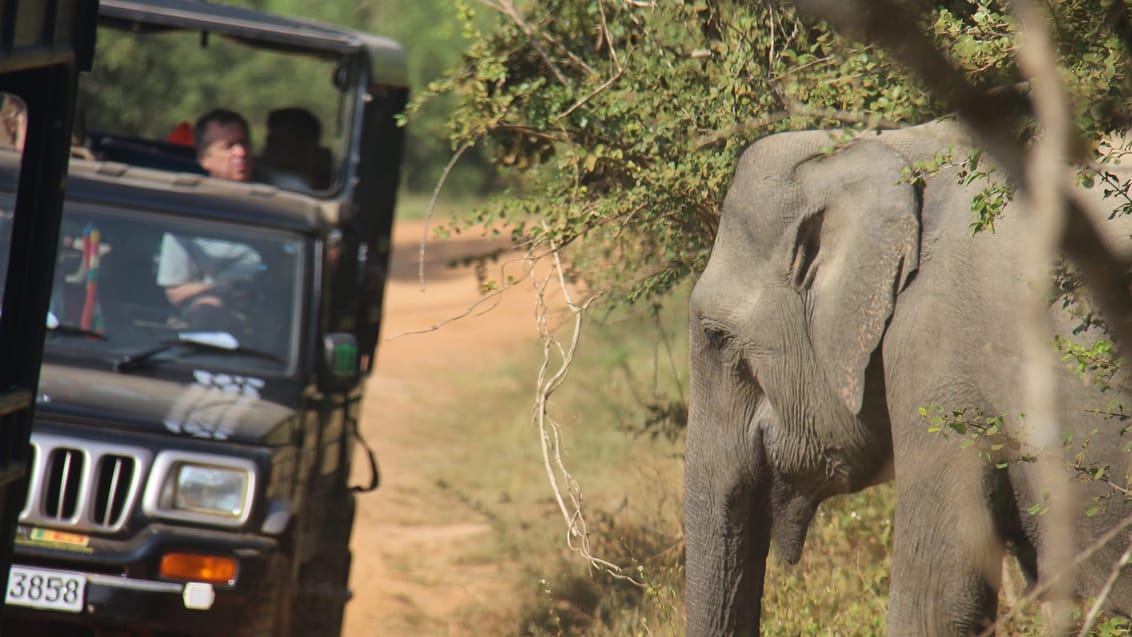En spændende jeep safari i Sri Lanka
