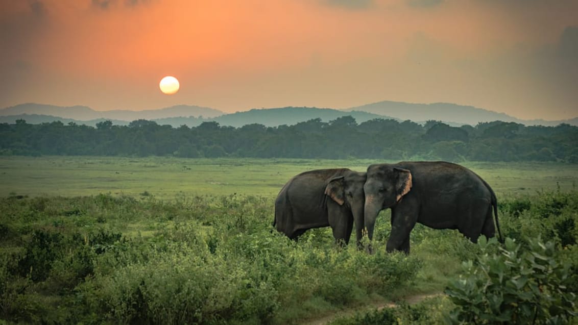 Sri Lanka, Minneriya