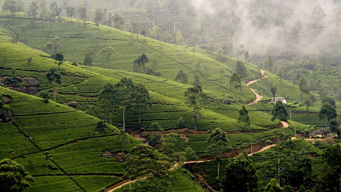 Tag en tur op i bjergene og oplev livet i te-plantagerne