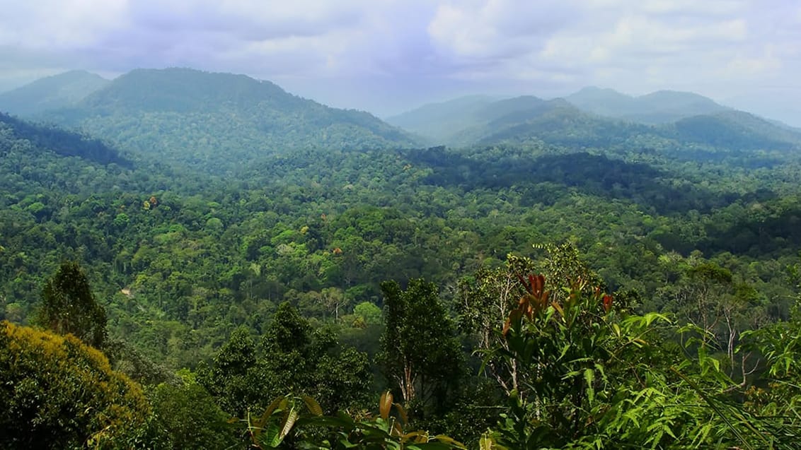 Taman Negara