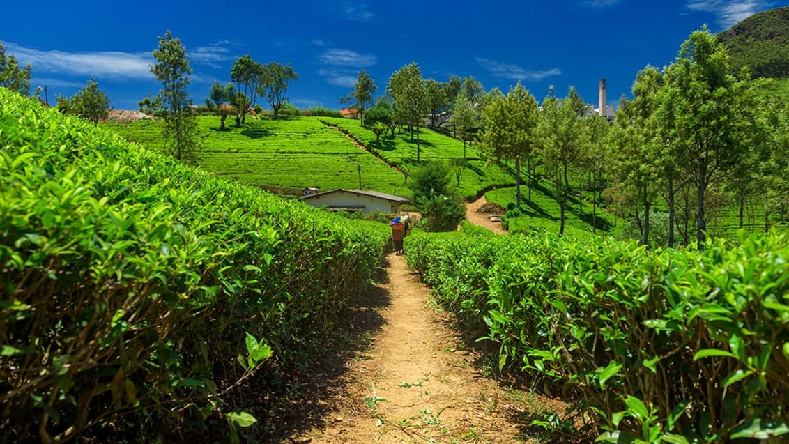 Teplantage, Sri Lanka