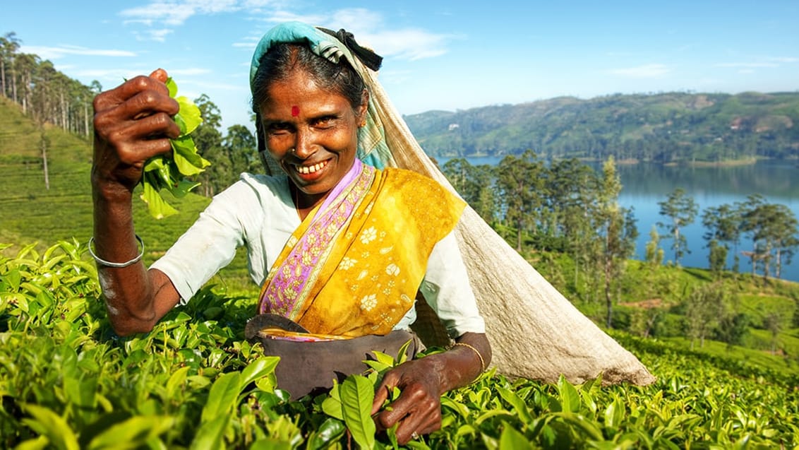 Teplantage, Sri Lanka