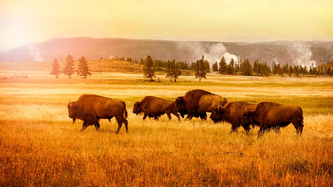 Bison flok i Yellowstone Nationalpark