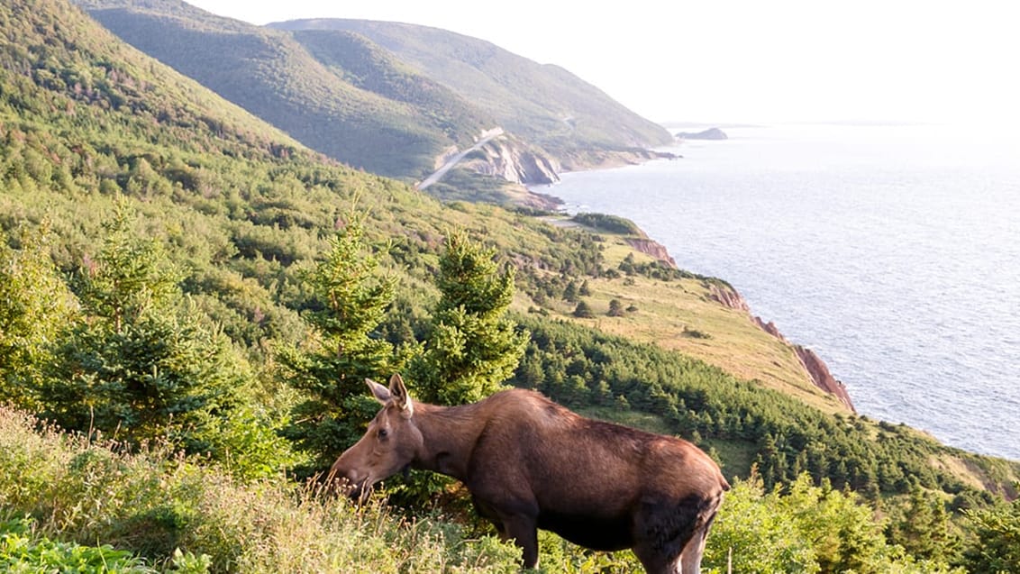 Elg ved Cape Breton