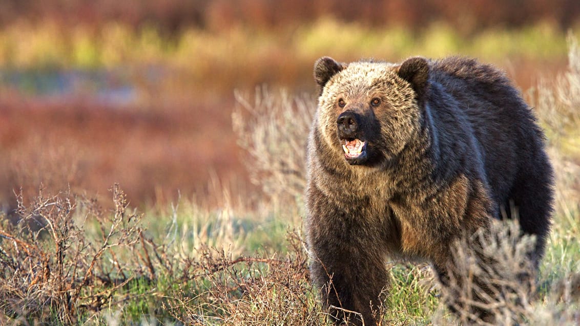 Grizzly bjørn, Yellowstone, USA