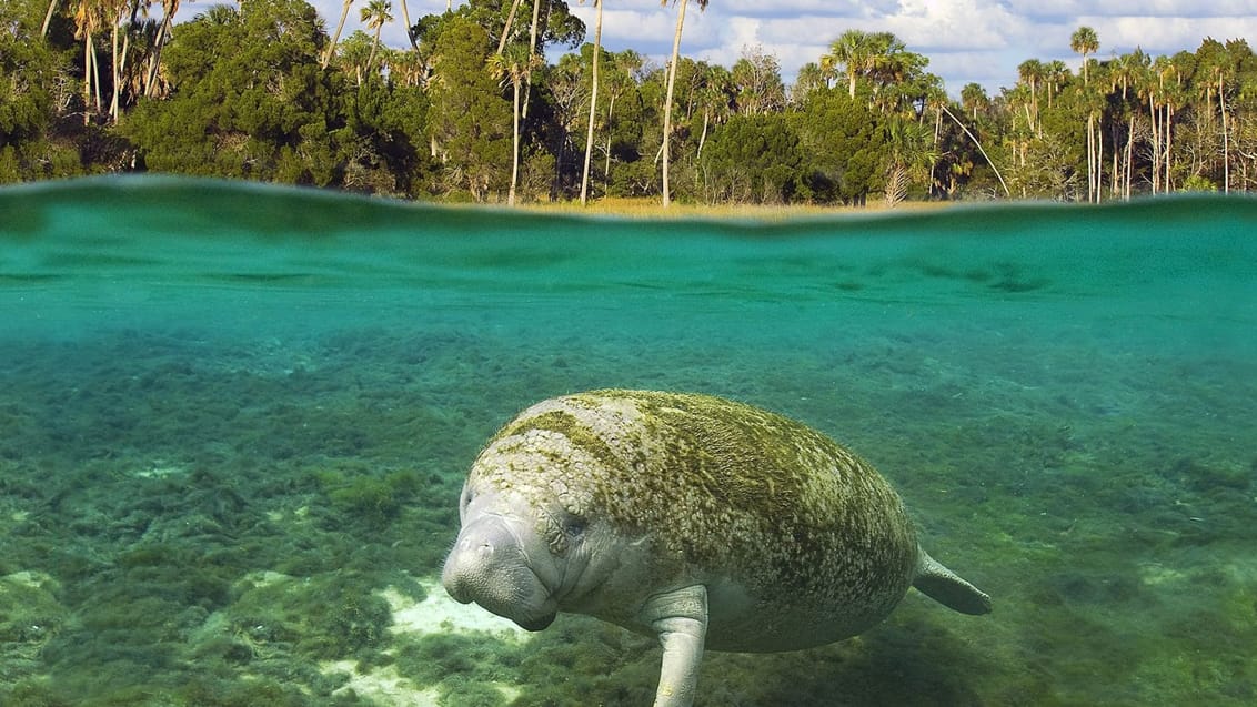 Søko, Crystal River, USA