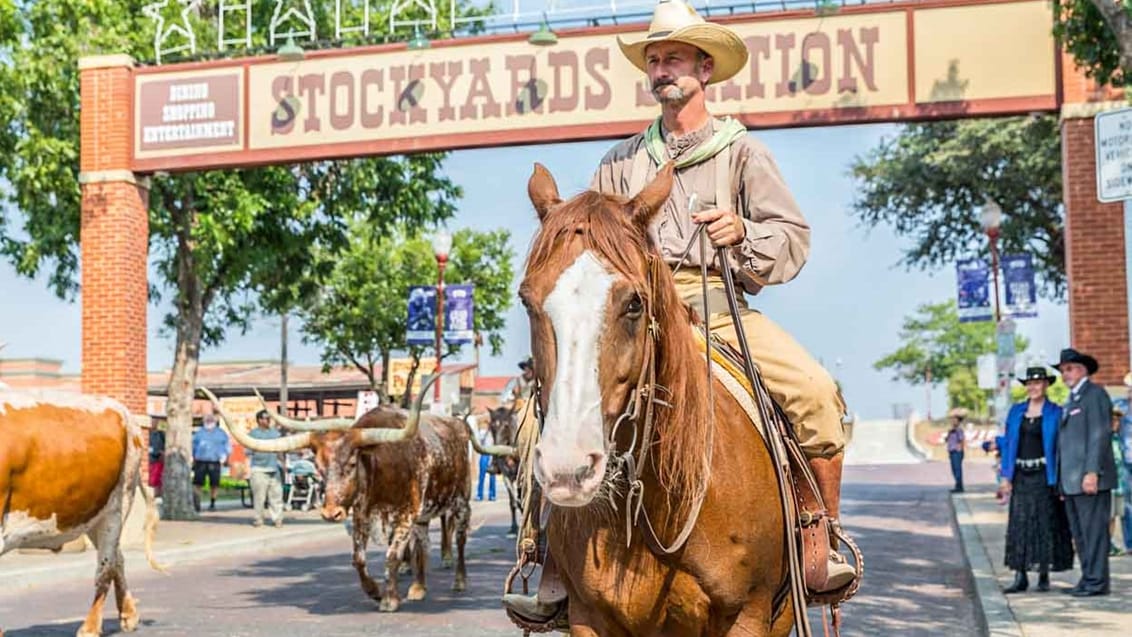 I The Stockyards (Fort Worth) drives der hver morgen og hver eftermiddag en flok Texas-longhorn-kvæg op og ned ad hovedgaden