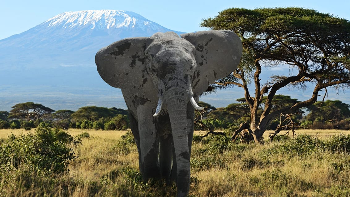 Amboseli Nationalpark