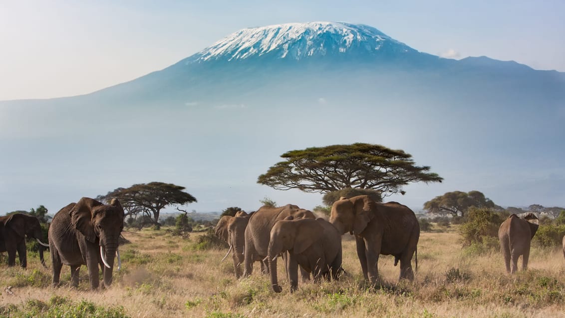 Amboseli Nationalpark