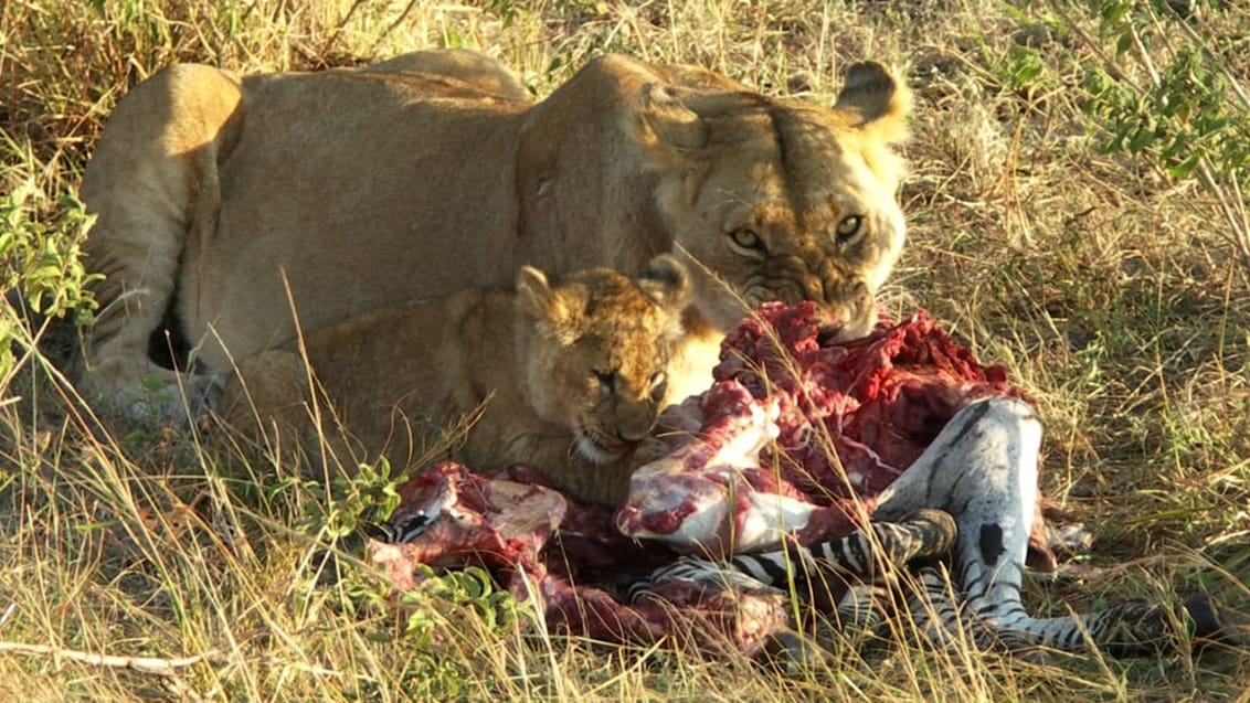 Ballonsafari, Serengeti, Tanzania