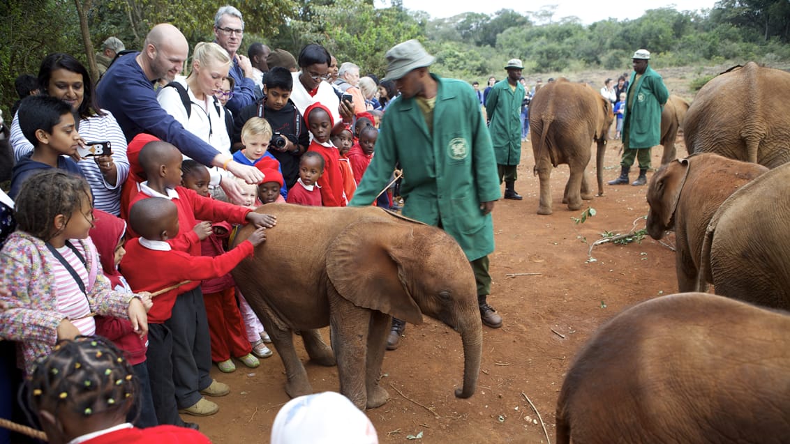 David Sheldrick elefantbørnehjemmet i Nairobi