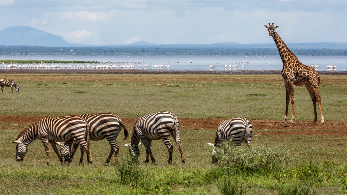 Lake Manyara Nationalpark