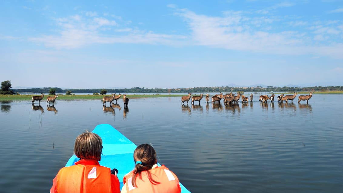 lake Naivasha