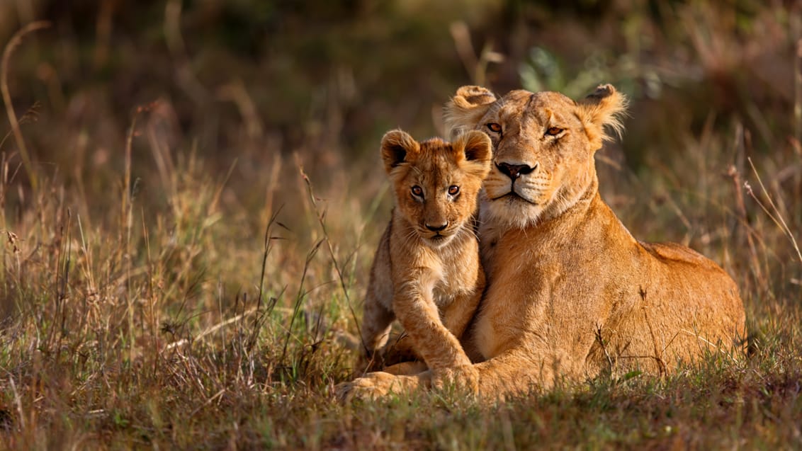 Løver i Masai Mara
