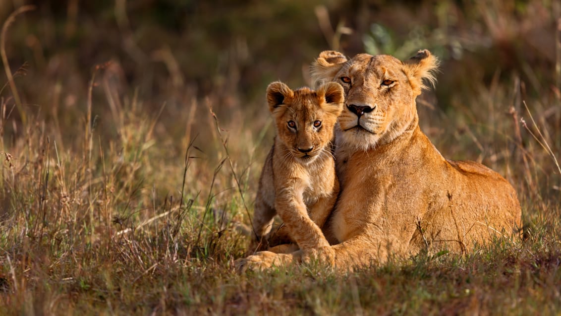 Tag med på safari i Kenya